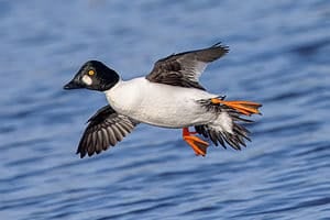 Male common goldeneye flying