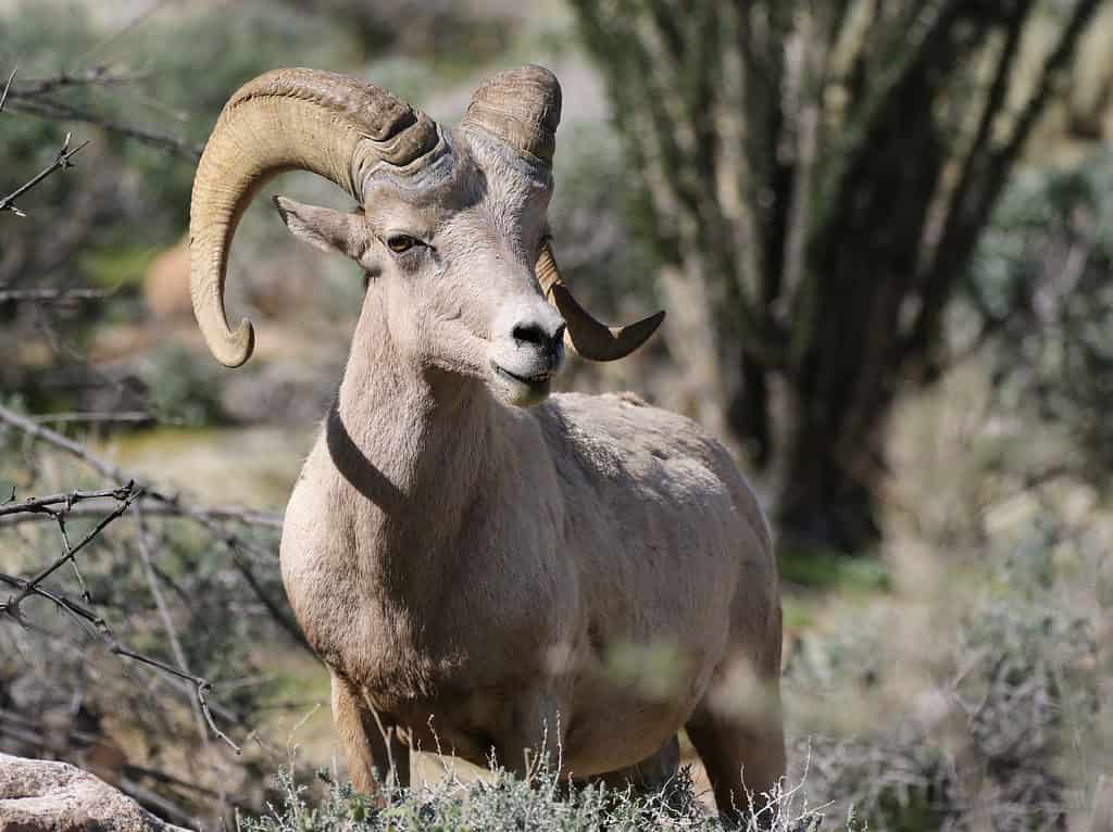 Desert sheep (Ovis canadensis nelsoni)