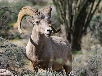 A Discover The Largest Desert Sheep Ever Caught in California