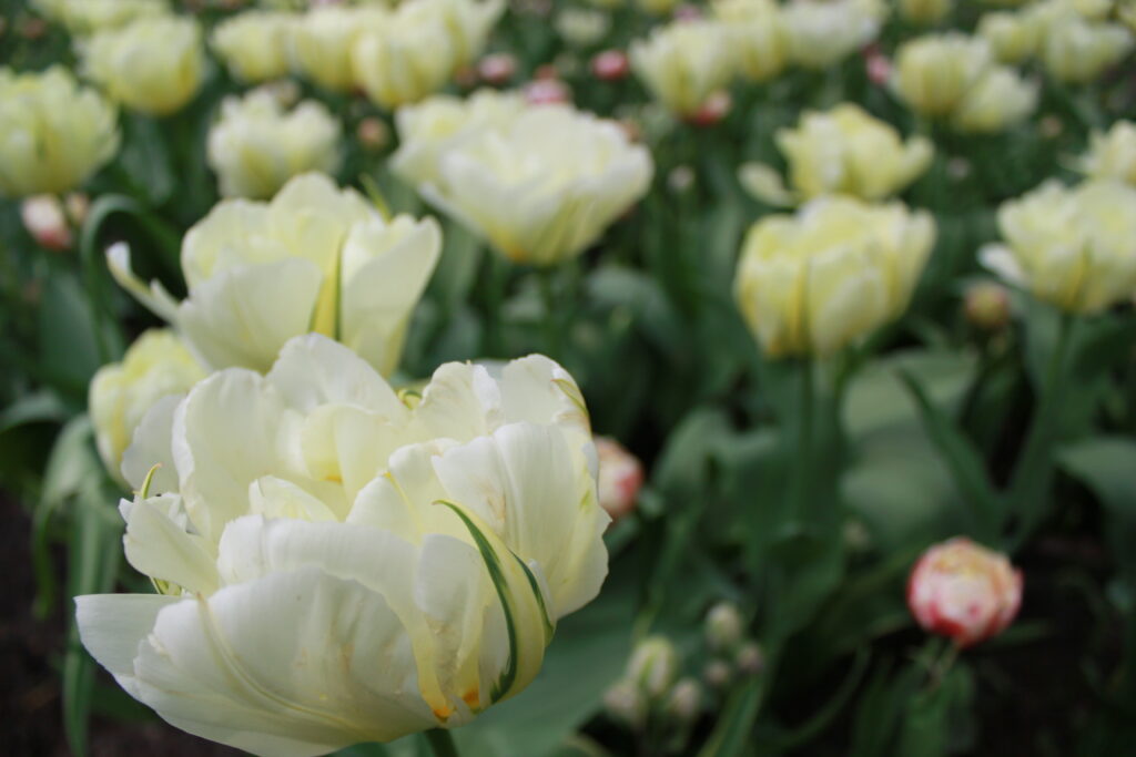 hoa tulip vẹt trắng