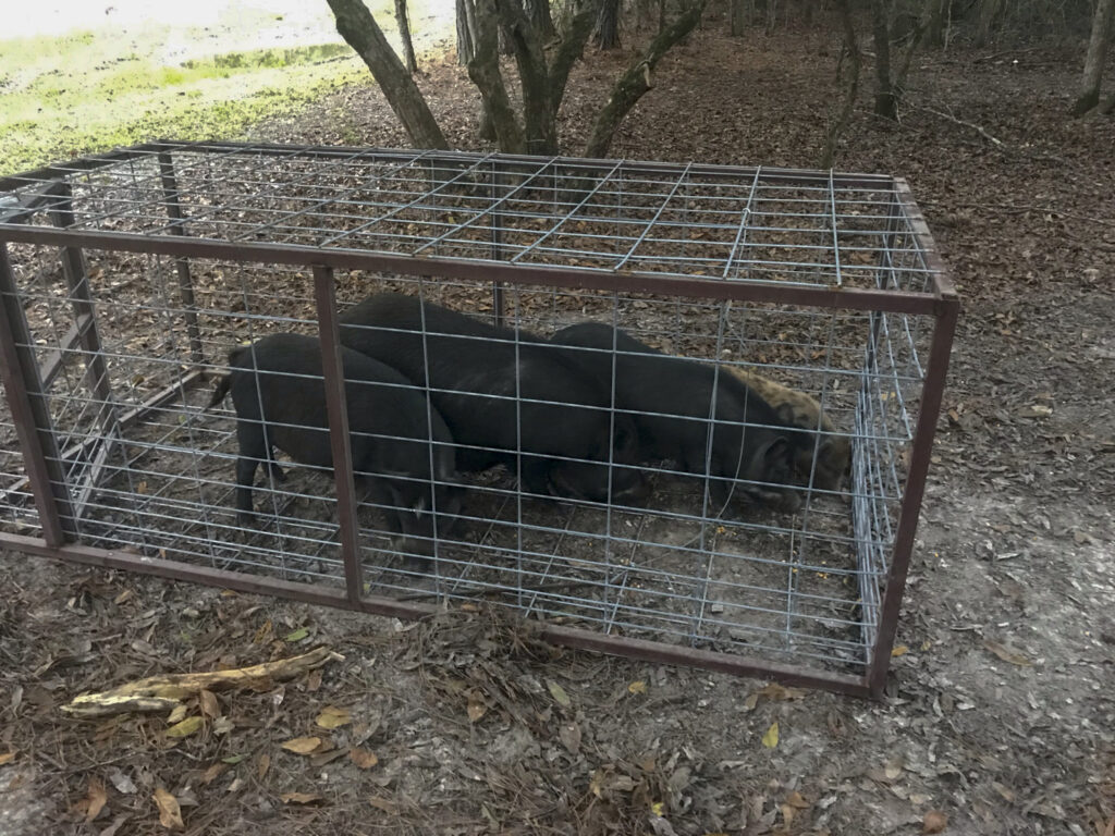 Wild hog trap