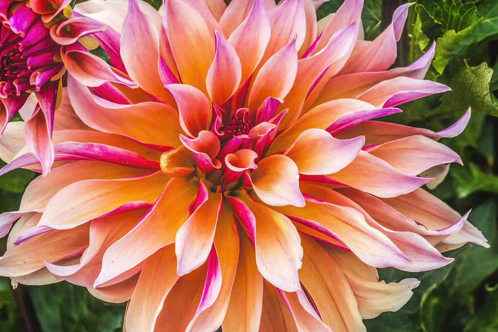 Dahlia sp. 'Labyrinth'