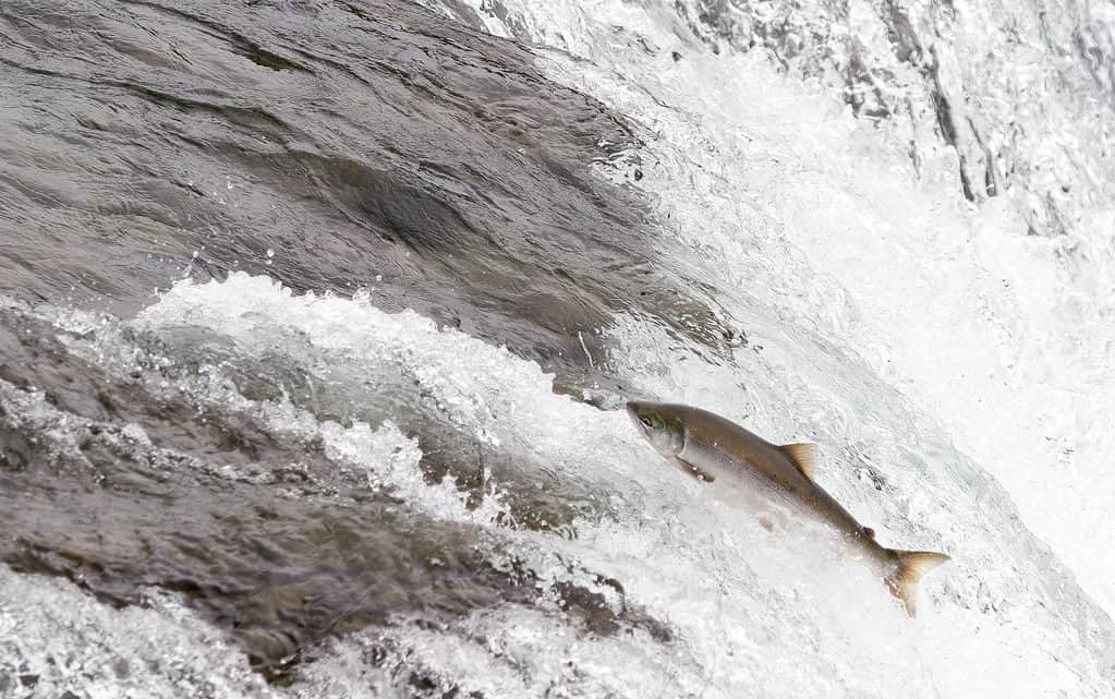 Coho salmon often travel hundreds of miles up freshwater streams