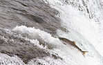 A silver salmon, coho salmon jumping up river.