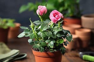 How To Prune Roses Step by Step Picture
