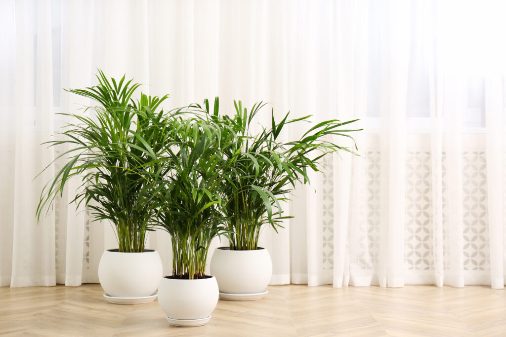 Three areca palms growing out of white pots in a living room