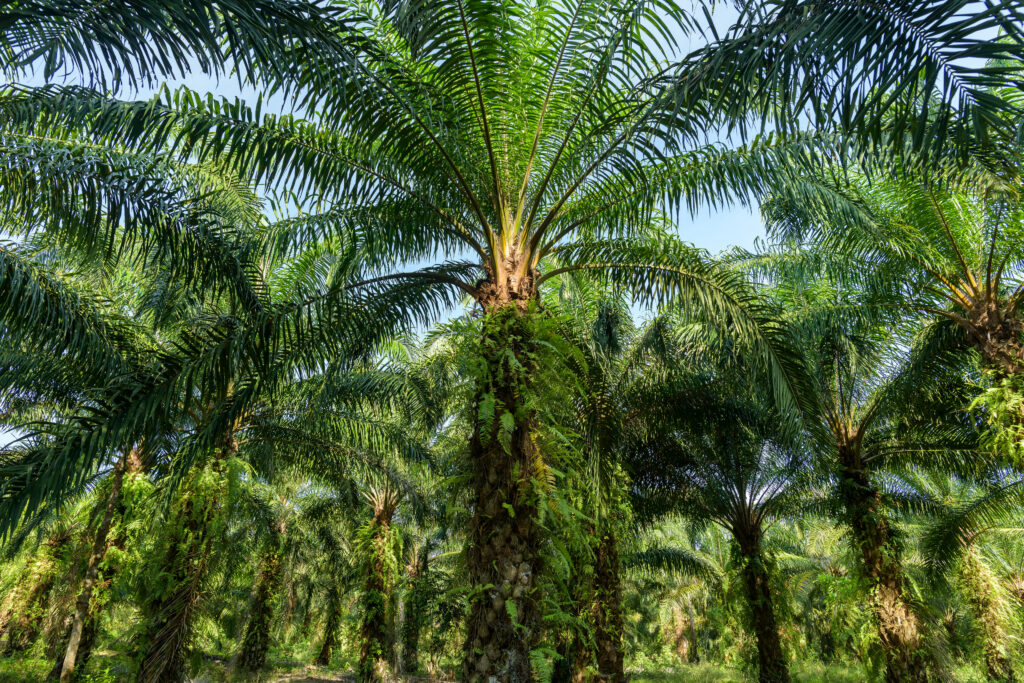 oil palm tree