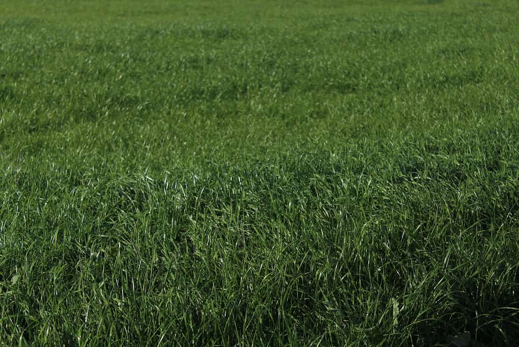 Rye grass causes hay fever