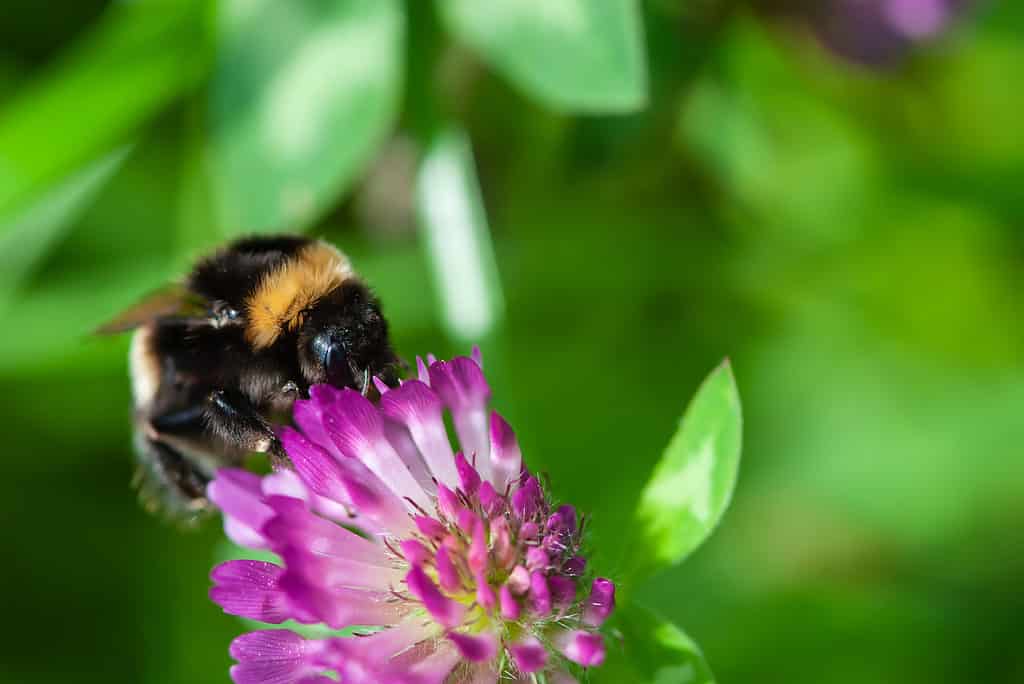 Bumblebee on a purple flower