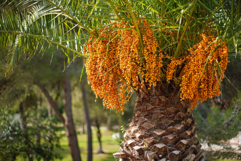 Yellowish-orange fruit growing from the Butia capitata or pindo palm tree.