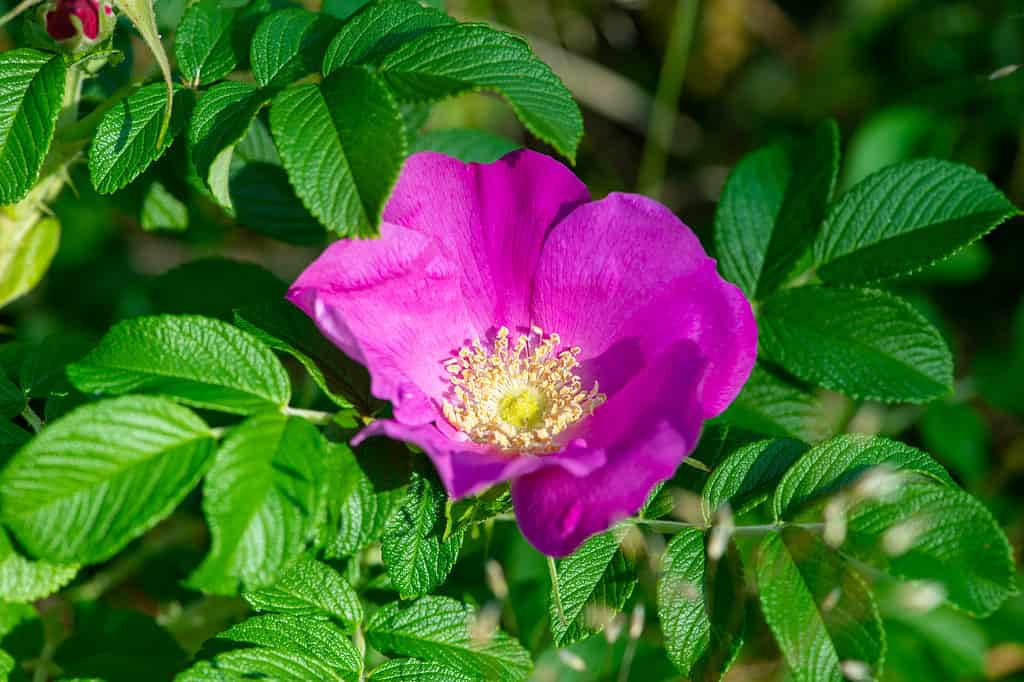 The Rugosa Rose is one of the hardiest roses available today.