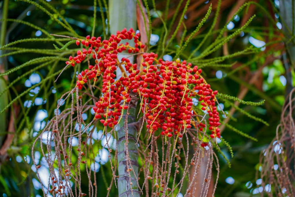 A bunch of orange-red fruits growing from a mature areca palm.