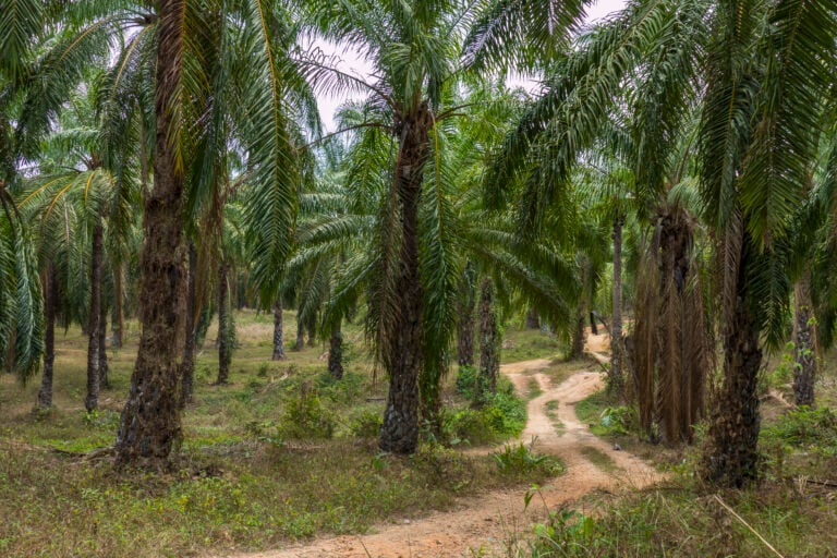 A grove of Elaeis guineensis or oil palm trees growing outdoors.