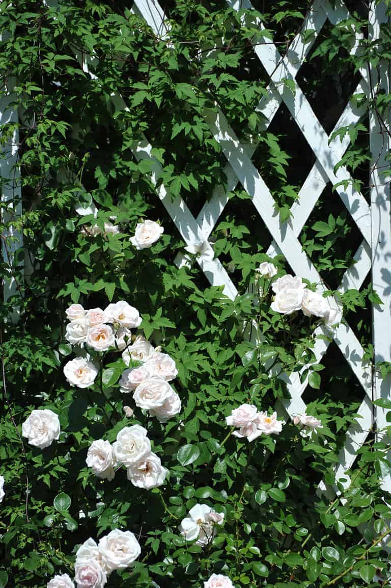 How to Grow Climbing Roses on a Trellis AZ Animals
