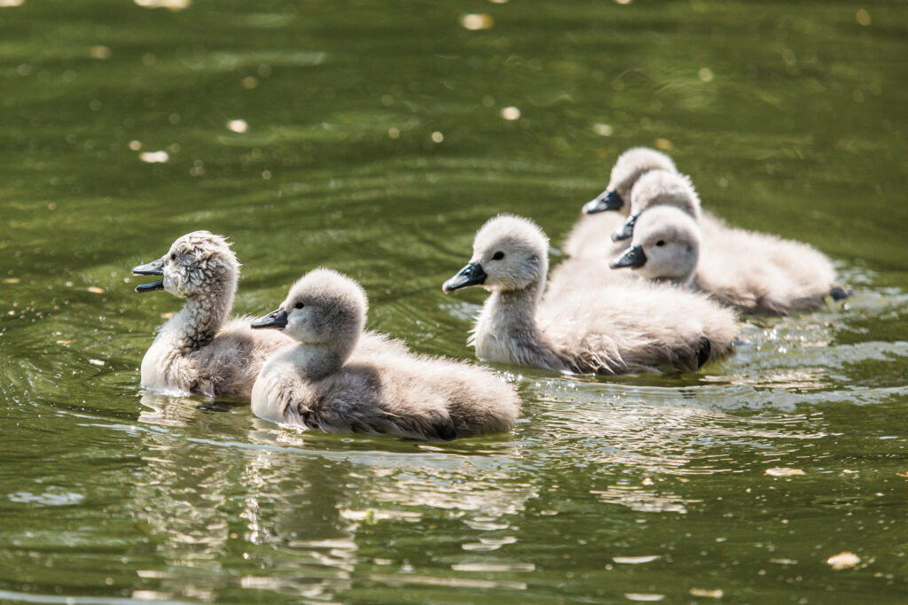 Six Mute Swan cygnets swimming together in a pond in Prospect Park, New York City.