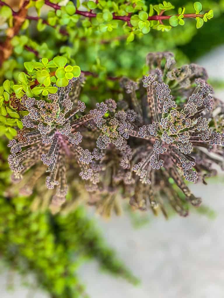 Closeup of a mother of thousand succulent with its babies