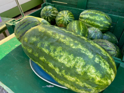 A The Largest Watermelon Ever Grown Weighed More than a Sumo Wrestler