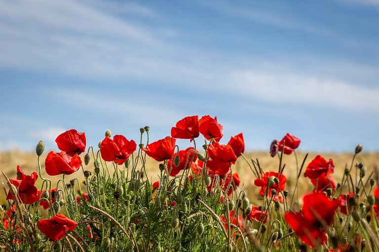 Vibrant poppies with a blue sky overhead