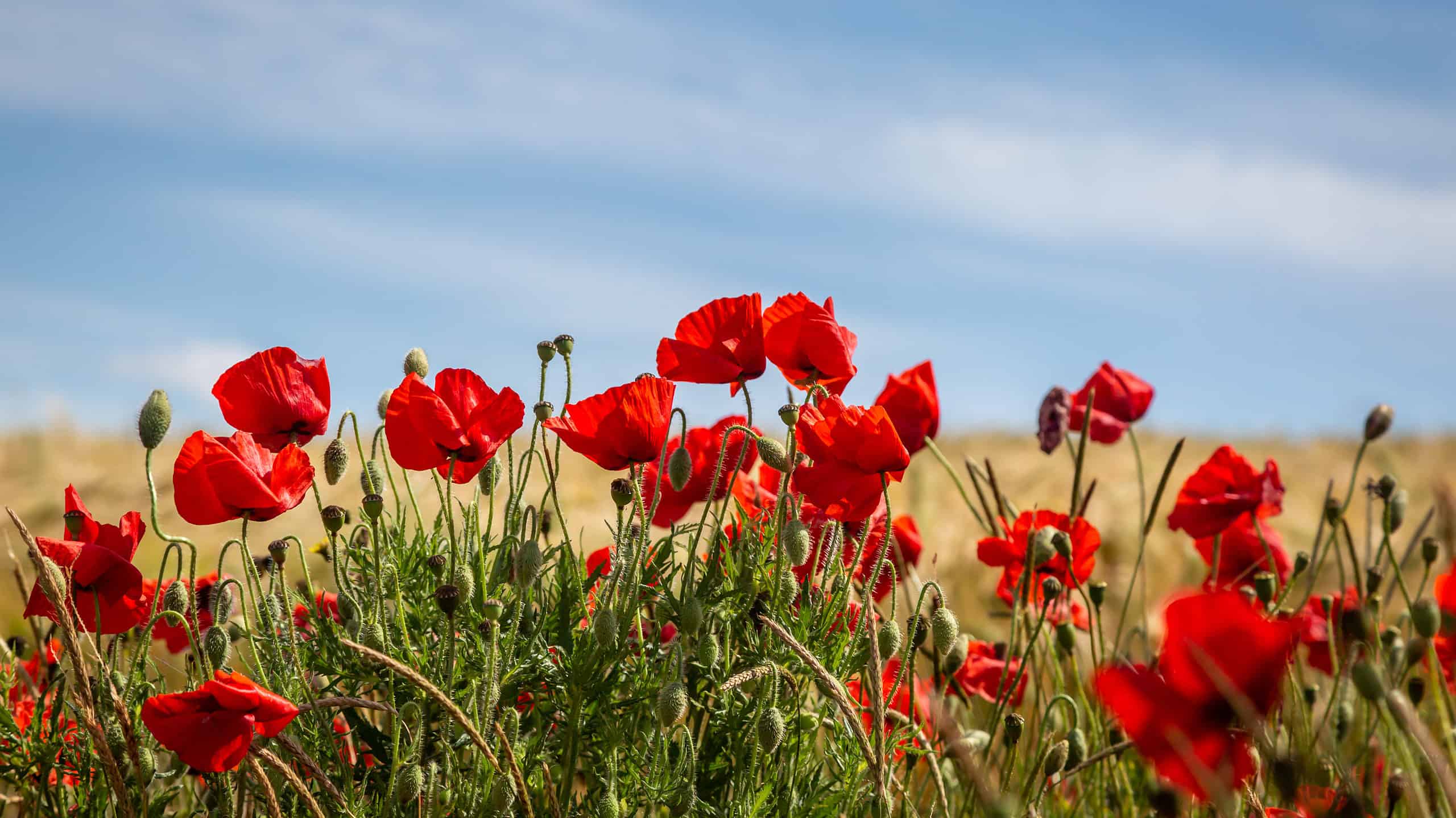 Vibrant poppies with a blue sky overhead