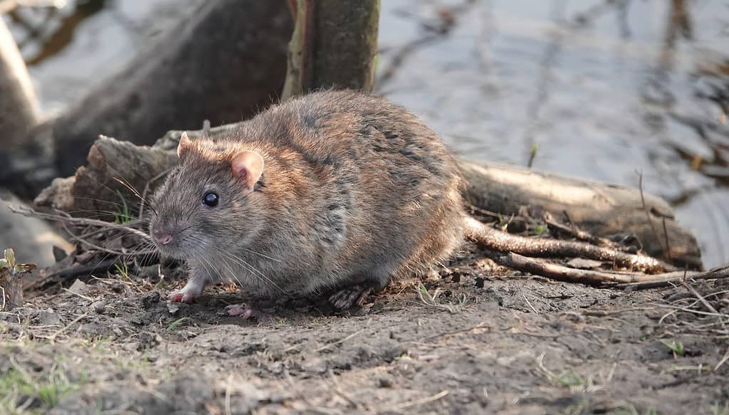 Brown rat by a lake