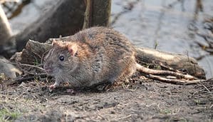 Discover the 3 Largest Rats In England (And Where You Might Encounter Them) Picture