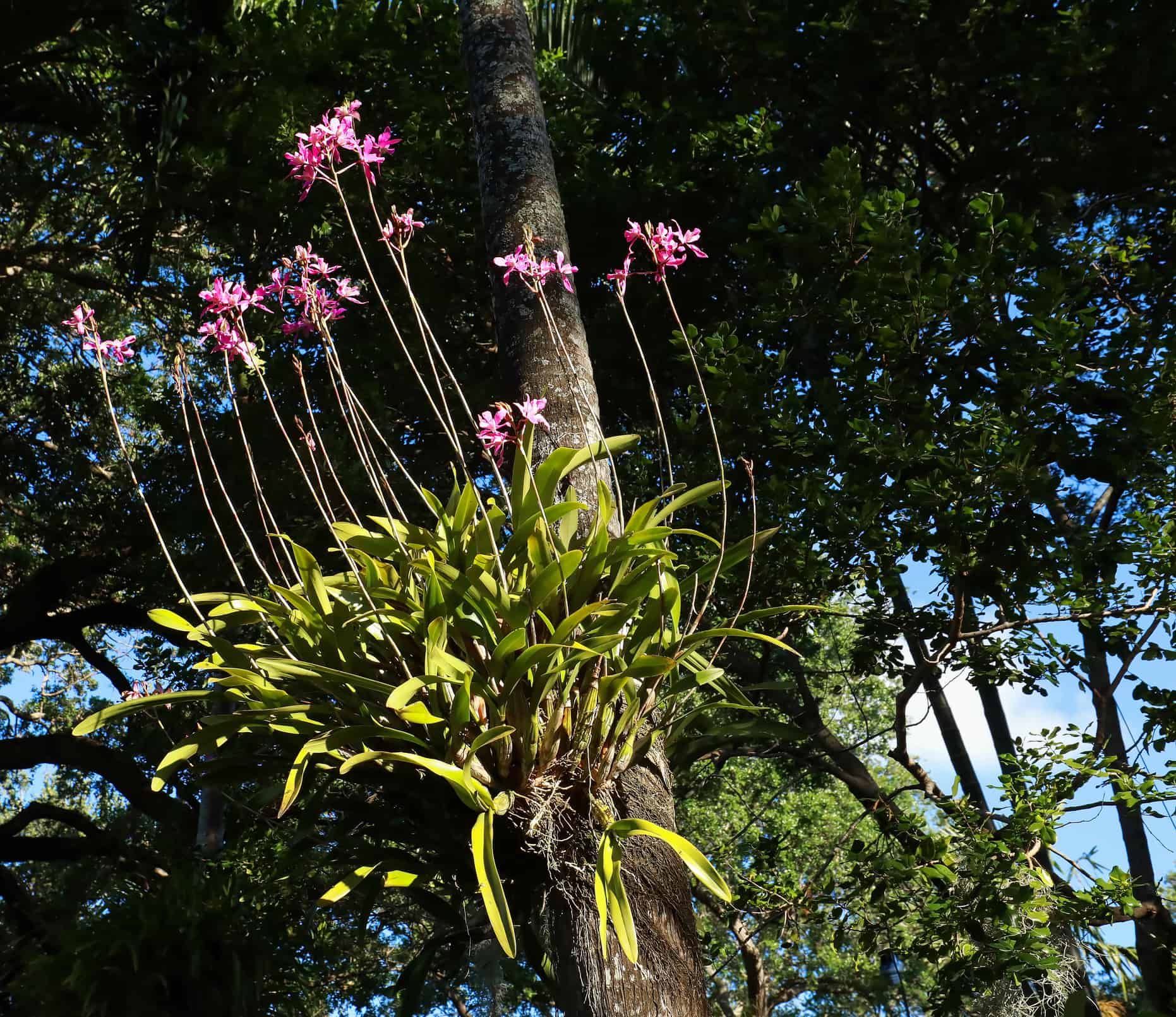 Laelia orchid