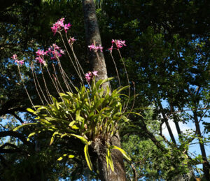 How Big Do Orchid Plants Get? Picture