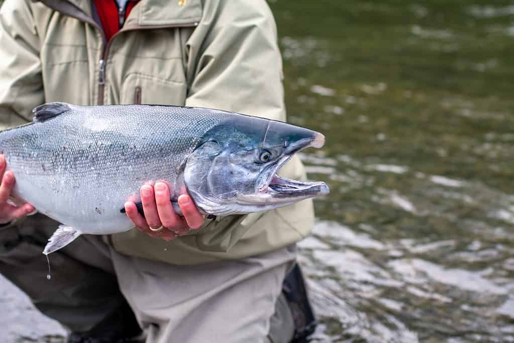 The largest coho salmon ever caught in California weighed 22 pounds