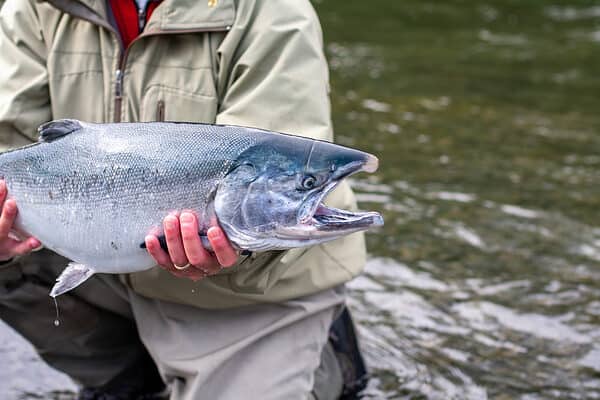 Coho salmon on the Buskin River, Alaska. 