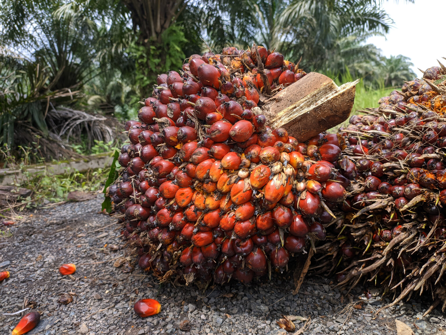 Oil Palm Tree AZ Animals