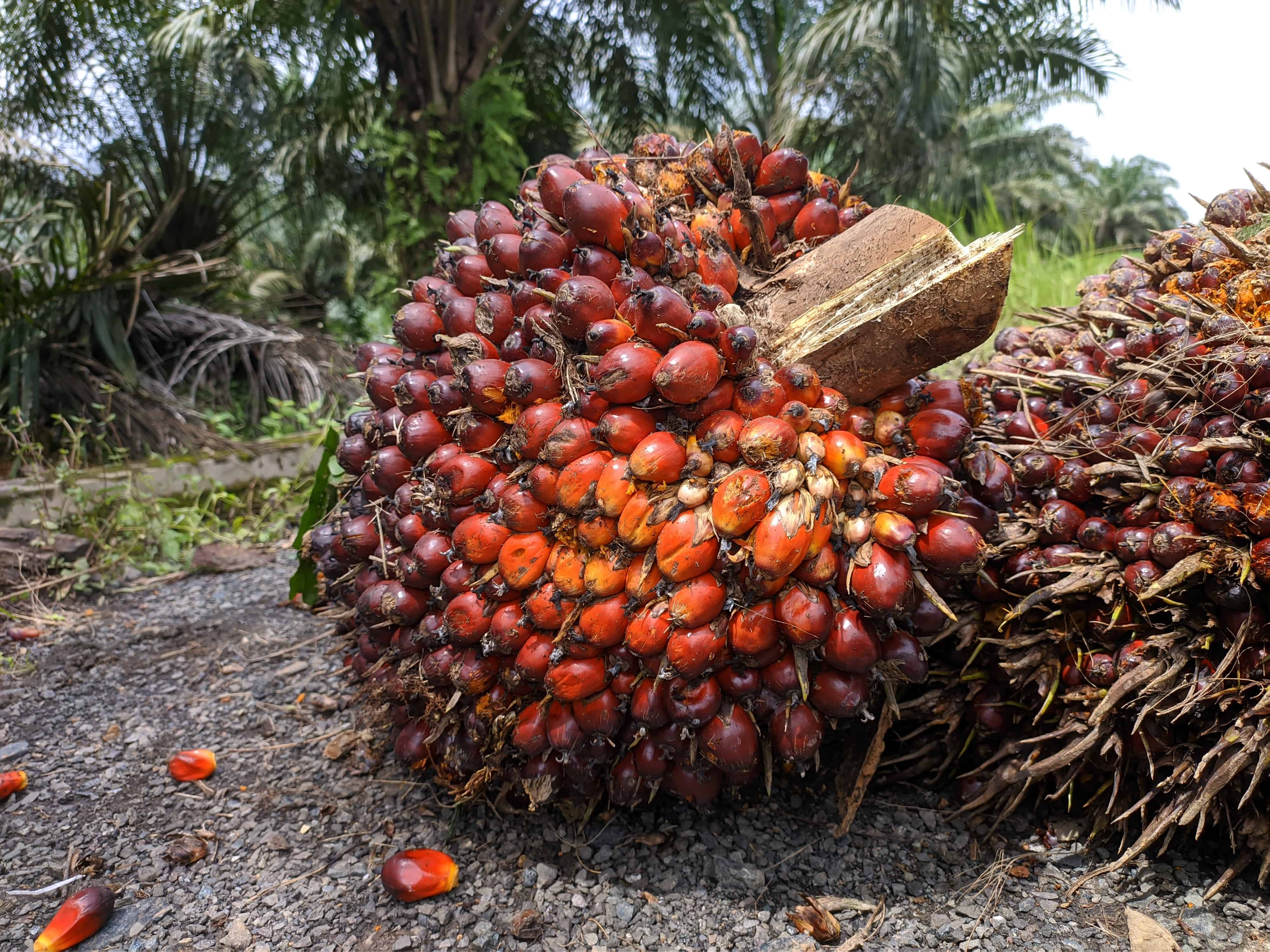 A bunch of Elaeis guineensis or oil palm fruit being harvested on the Kalimantan plantation.