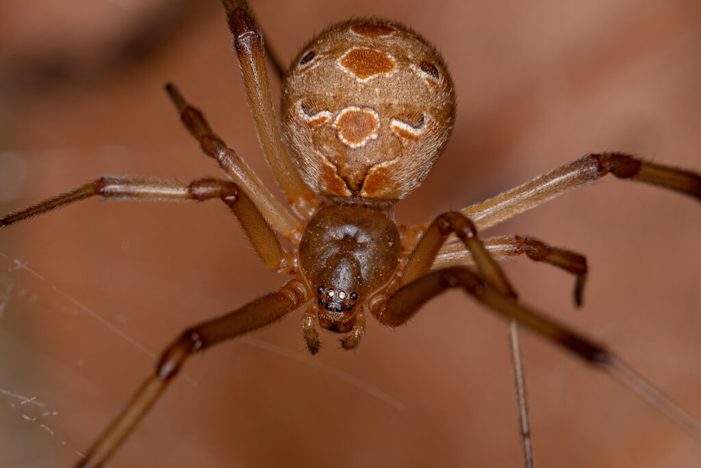 A brown widow spider crawling on the ground in Yellowstone National Park.