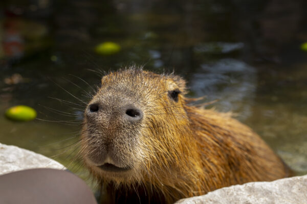 The cute capybara in the farm is taking a bath