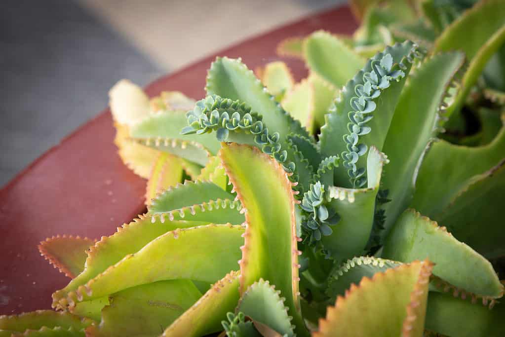 Mother of thousands plant