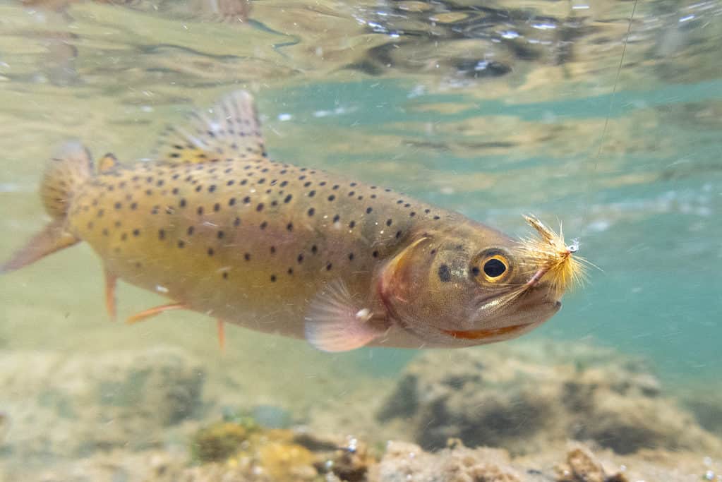 Cutthroat in water with fishing hook in its mouth