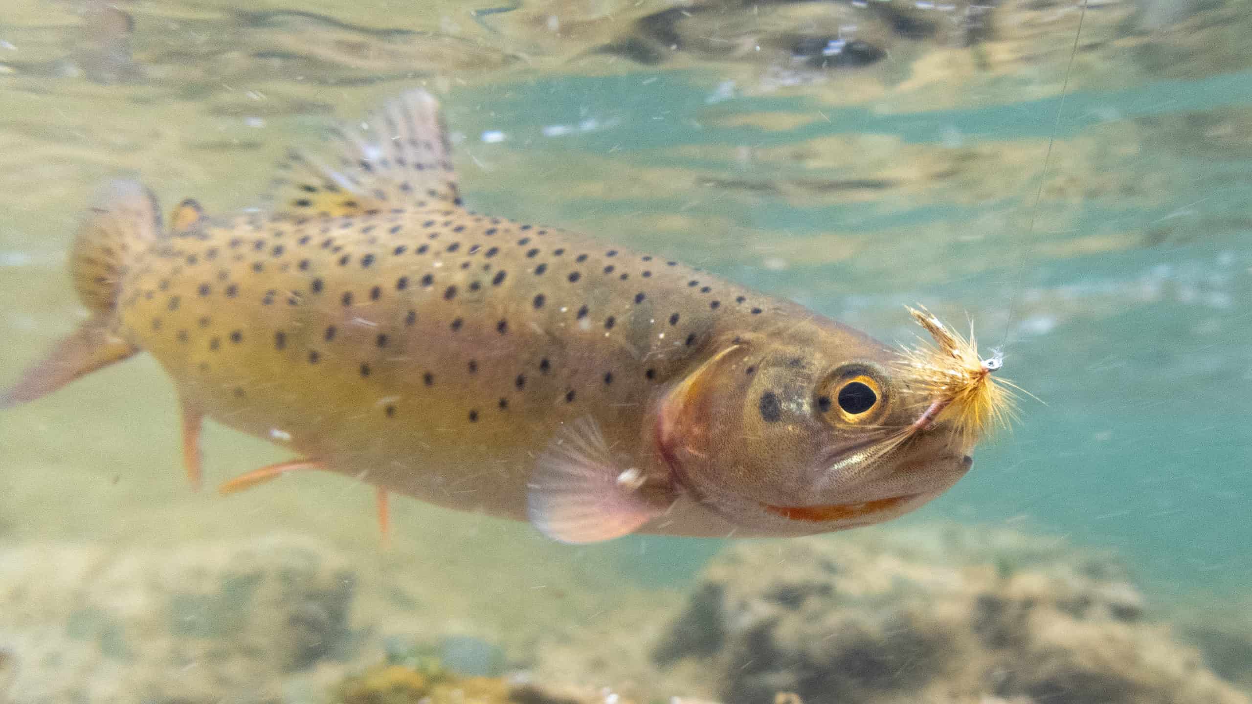 Cutthroat in water with fishing hook in its mouth