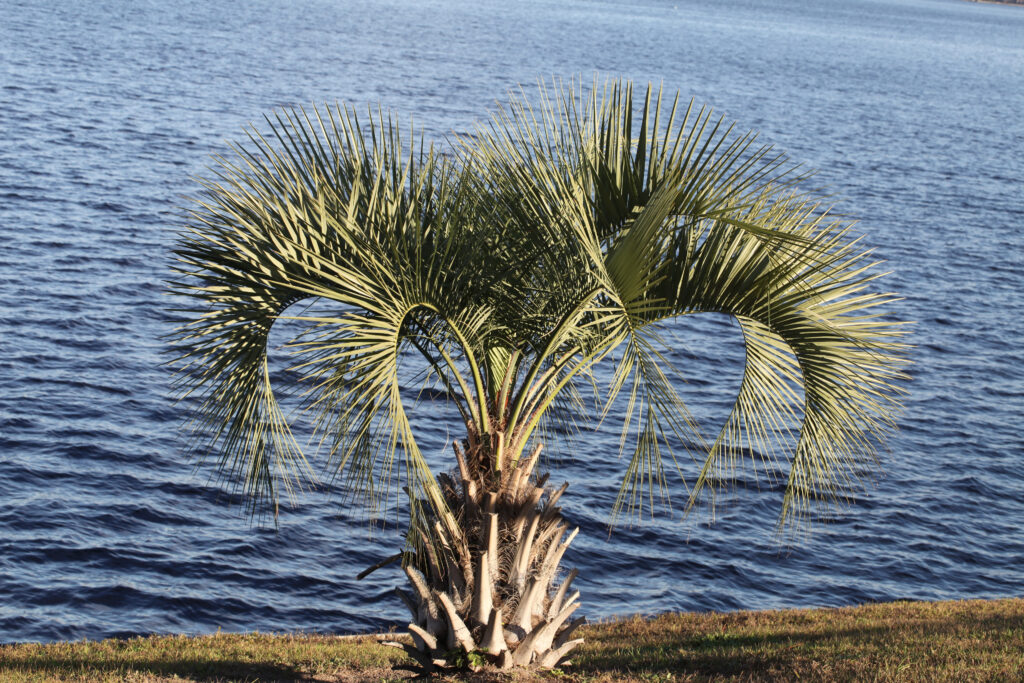 A lone pindo palm tree growing near the sea.