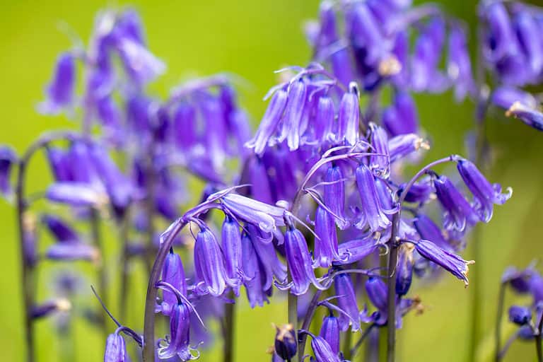 Scilla bluebells