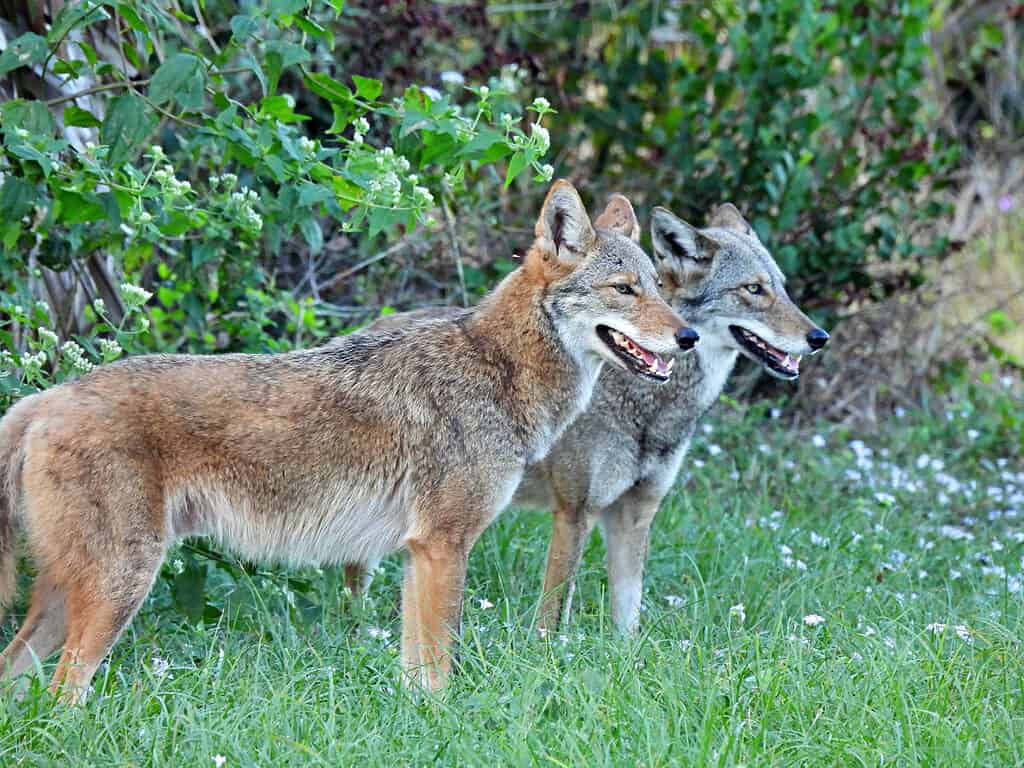 A pair of coyotes