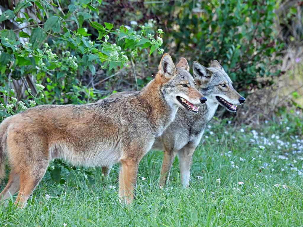 A pair of coyotes stalking a chipmunk in prairie grass.