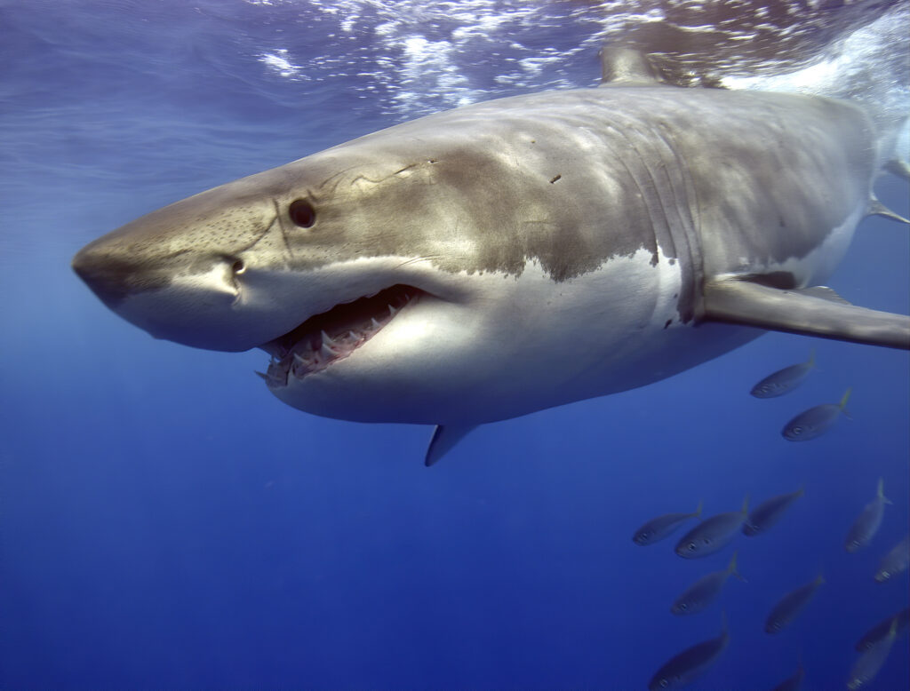 Beautiful Great White Shark, Great visibility, crystal clea…