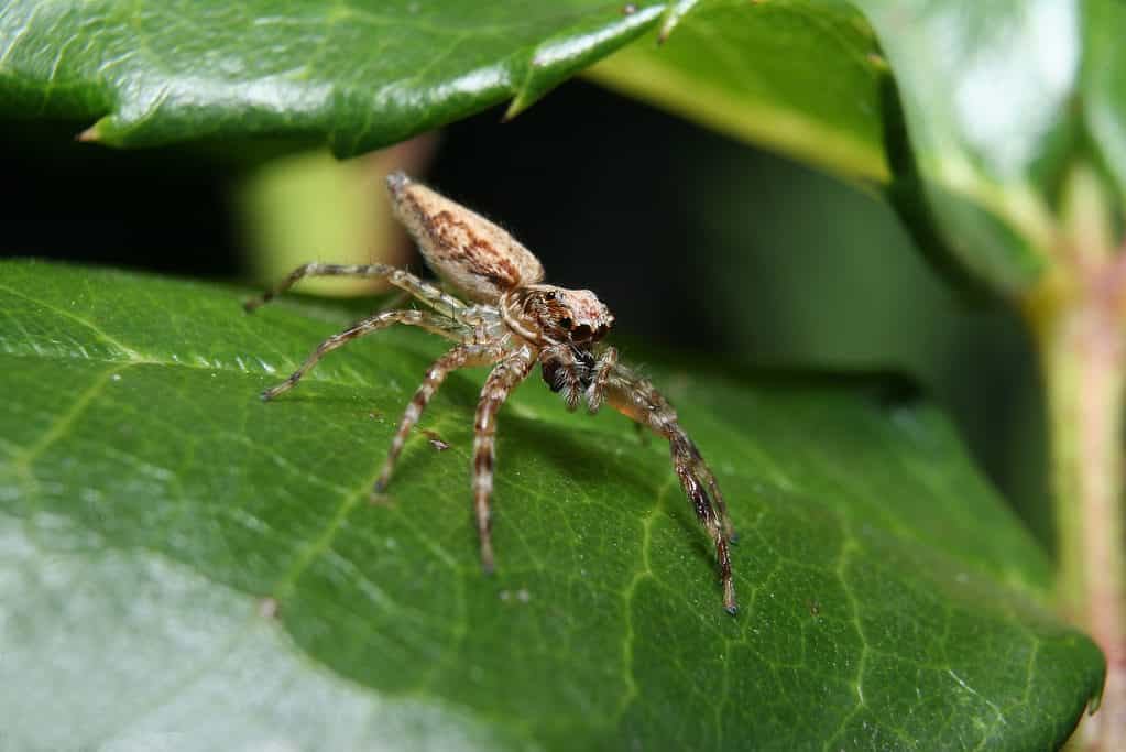 Bronze jumper spider