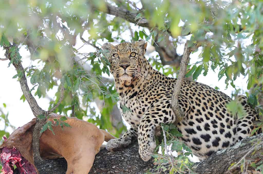 leopard, tree, animal, animal wildlife, animal hunting