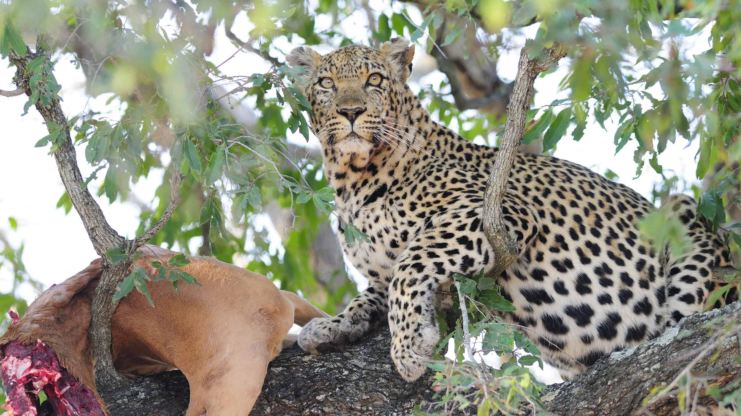 Leopard, Tree, Animal, Animal Wildlife, Animals Hunting