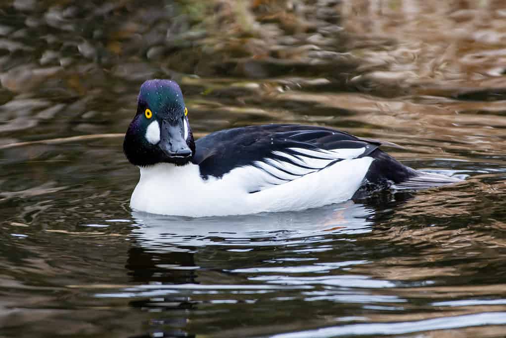 Common goldeneye (Bucephala clangula)