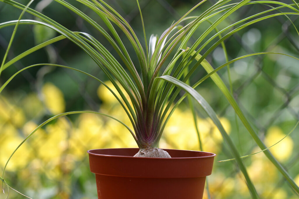 The ponytail palm growing out of a small terracotta pot.
