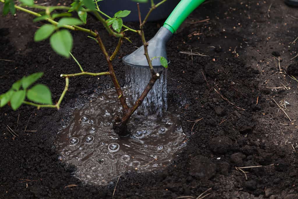 rose bush is watered from a green plastic watering can with a diffuser close-up. A puddle formed around the bush