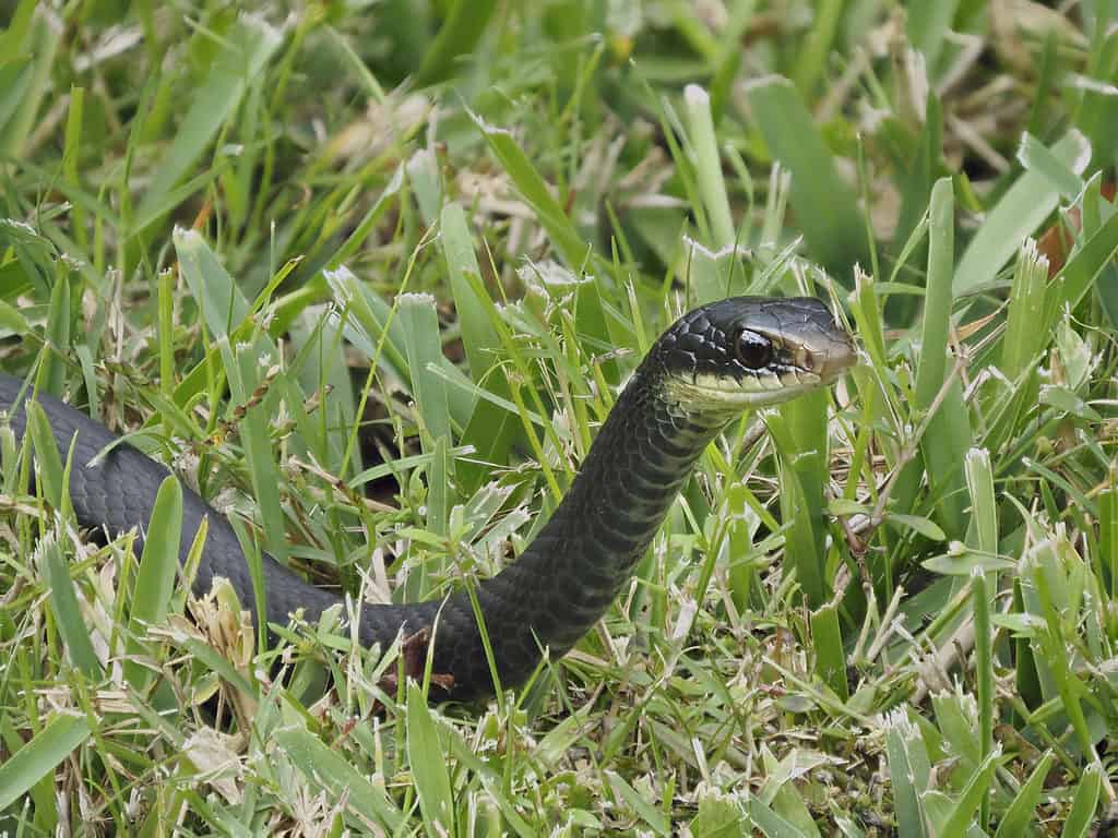 Black racer snake in grass