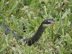 A Snake In The Grass: Meaning & Origin Revealed Picture