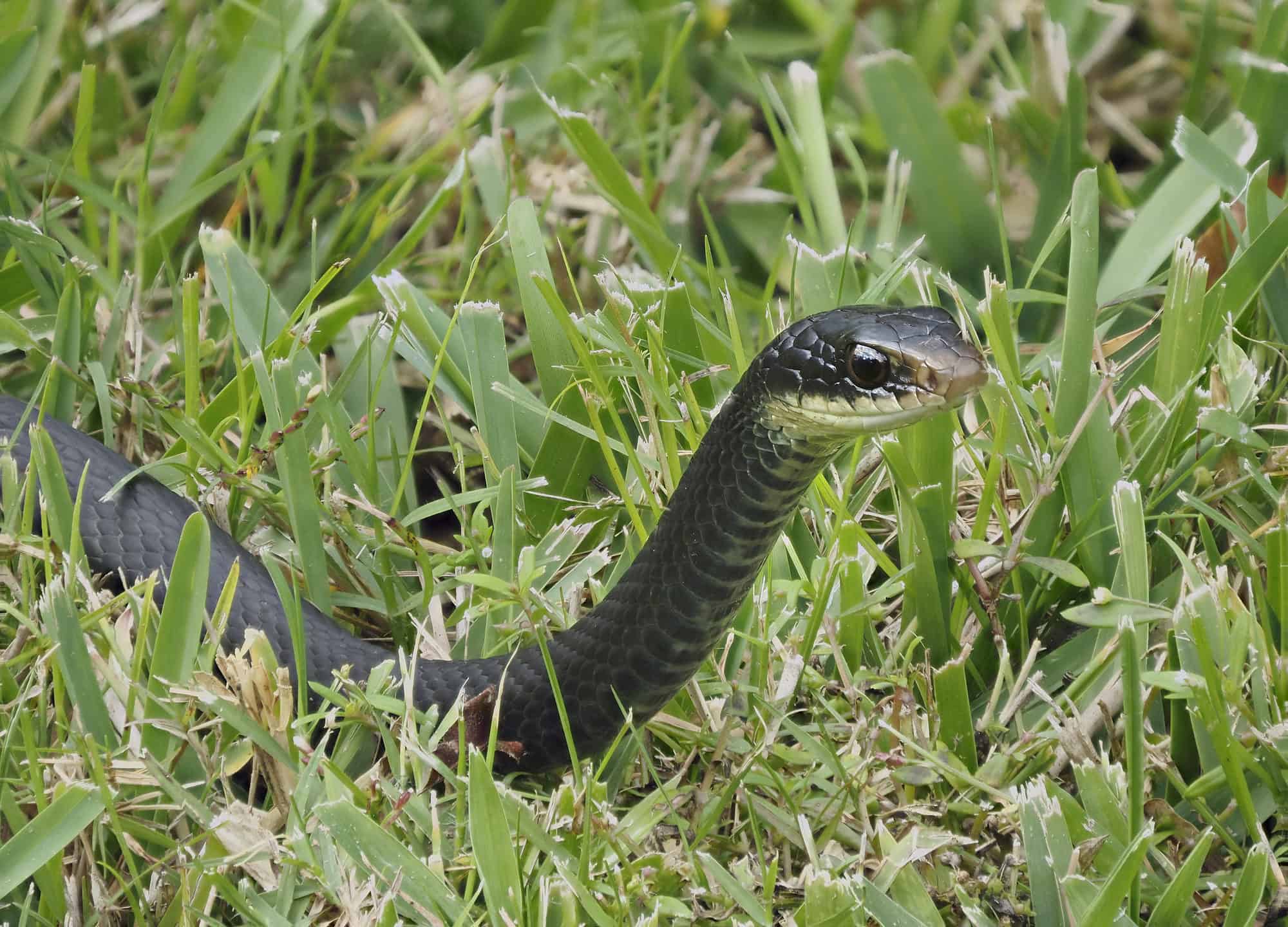 Significado de Snake in the Grass por The Murlocs